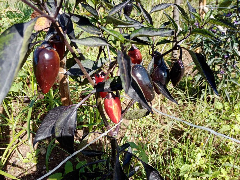 10 Sementes de Count Dracula (pimenta rara)