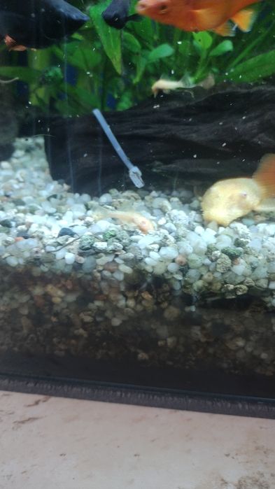 Sprzedam kilka sztuk zbrojników