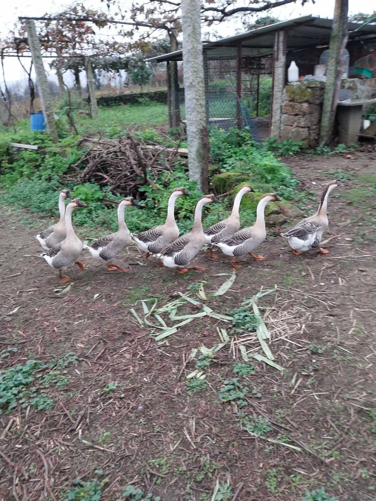 Gansos da Guiné (7 meses)