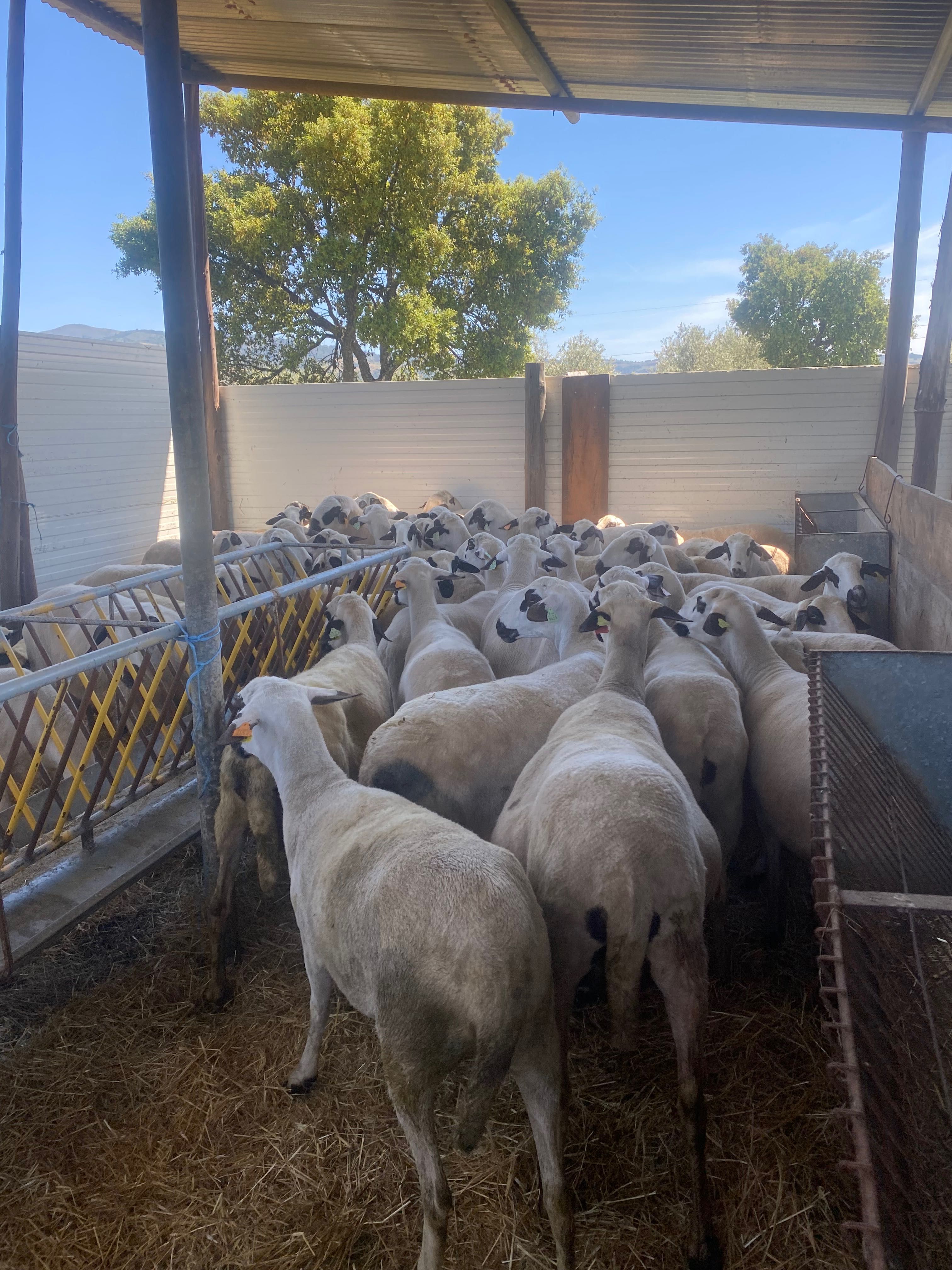 Ovelhas para produção de carne