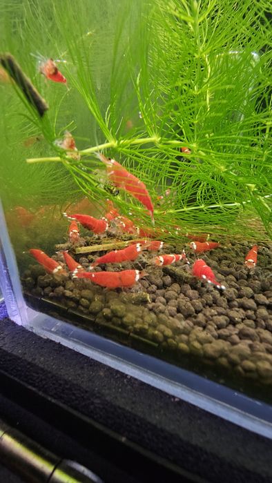 20+2 Super Crystal Red One Stripe Krewetki Caridina