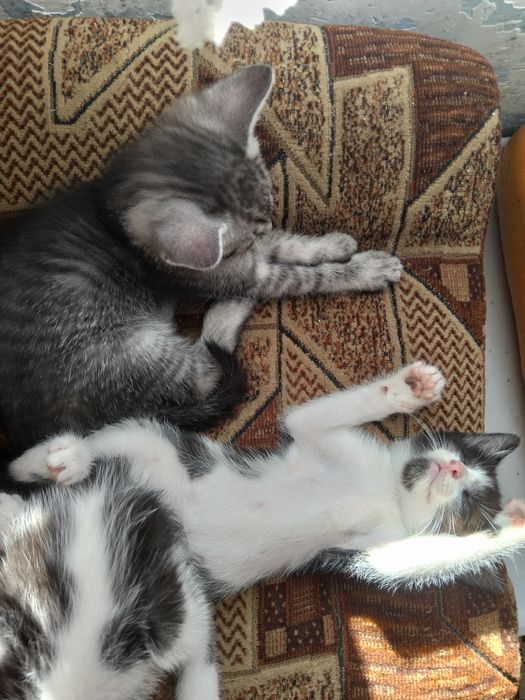 Urocze kociaki do adopcji szukają domu.