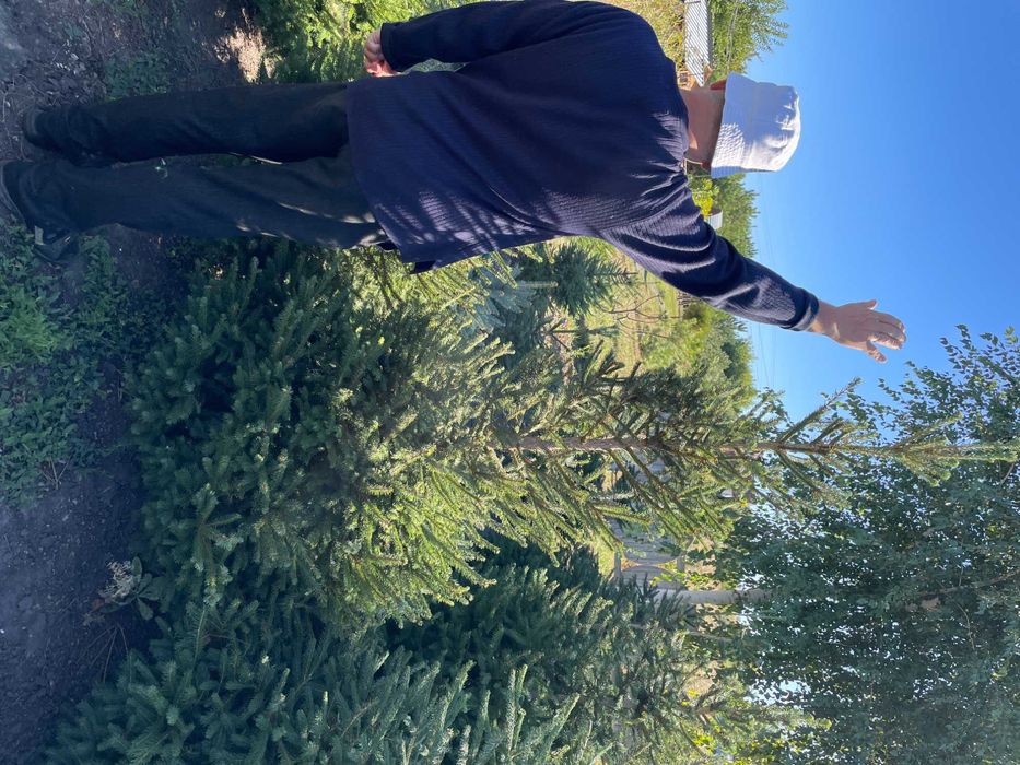 Ель с комом (1.5 м)