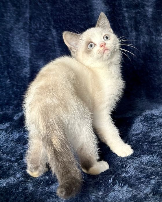 Дівчинка блю торті-поінт з білим