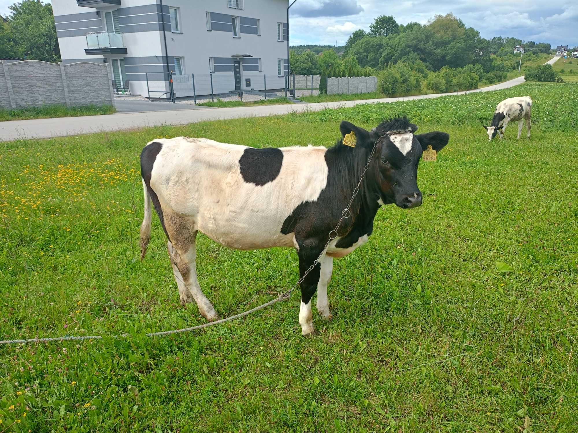 Jałówka sprzedam