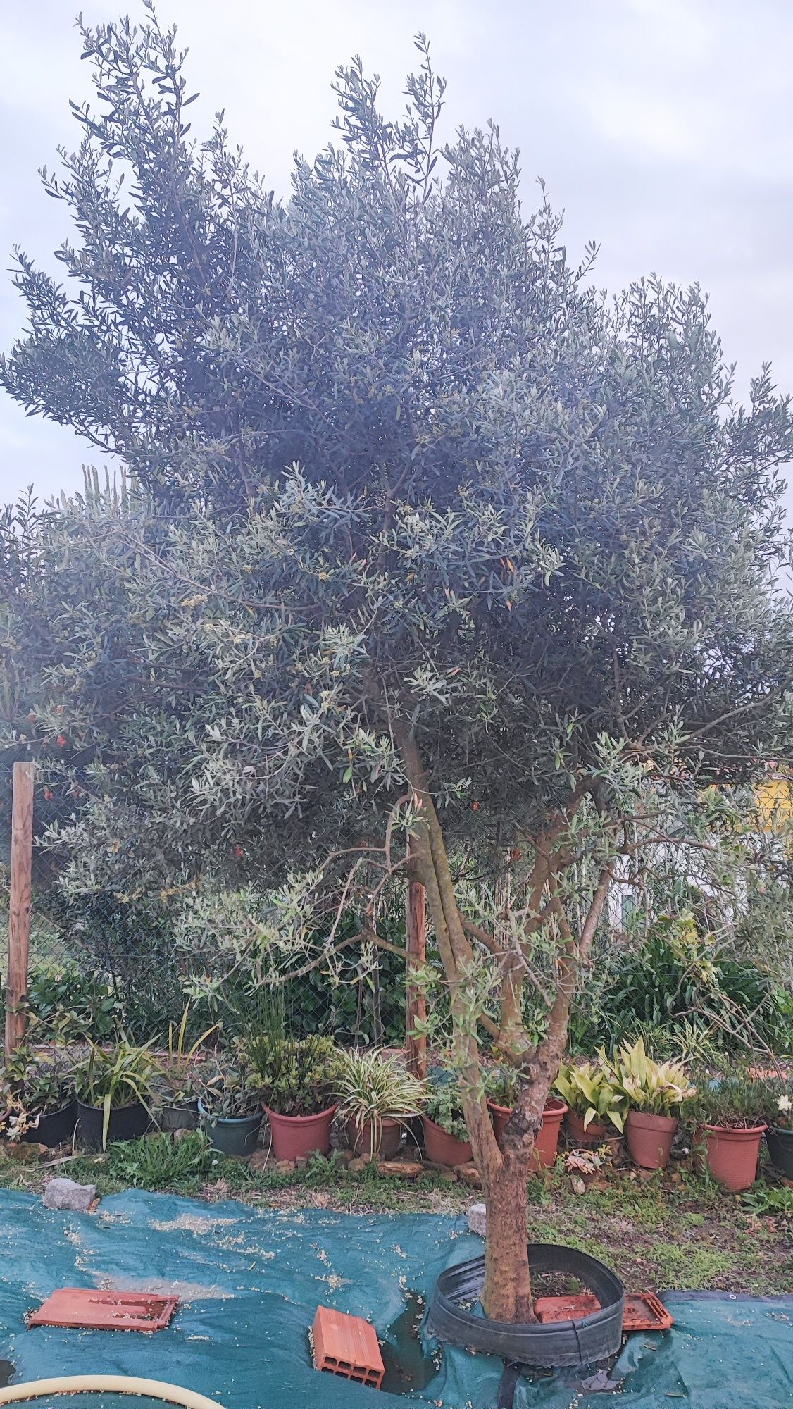 Vendo oliveiras sem pesticidas