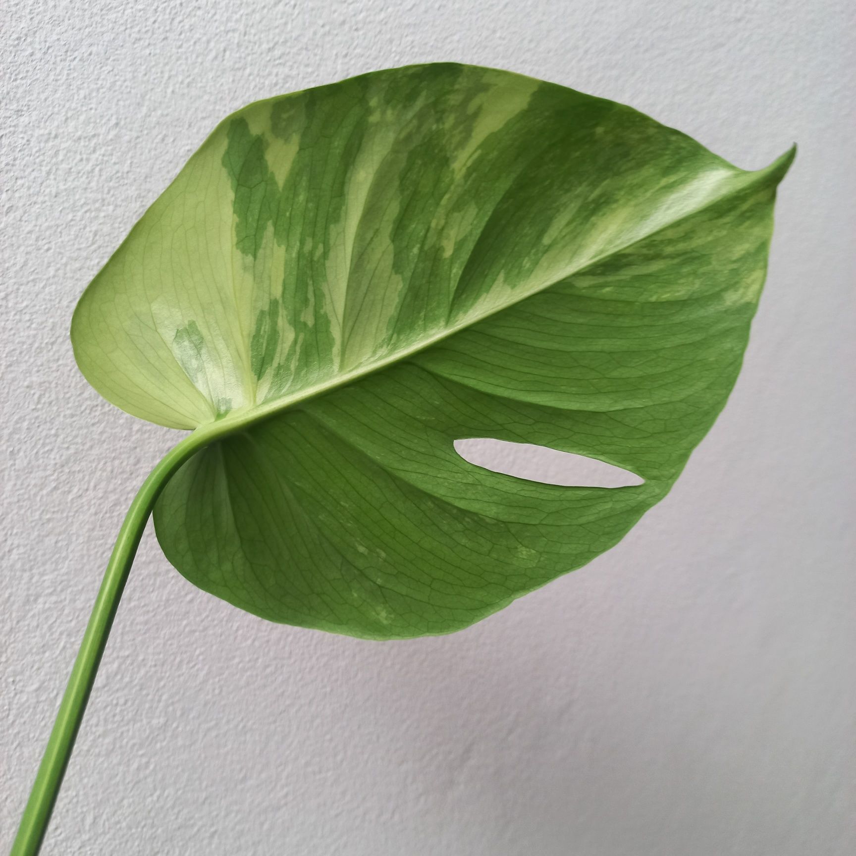 Monstera GOG Green On Green