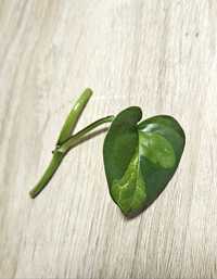 Epipremnum Global Green pędowka 1 liść