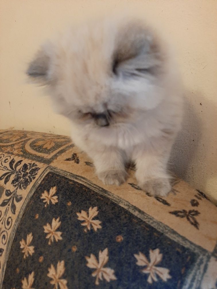 Bolinha de pelo blue point
