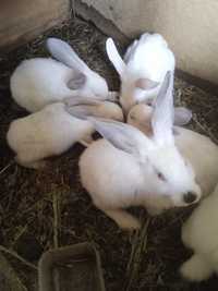 Продам кроликів змішаних порід