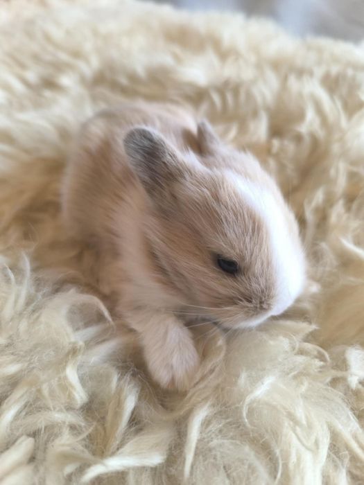 Lionhead Króliki miniaturki ostatnie 3 szt. REZERWACJA!!