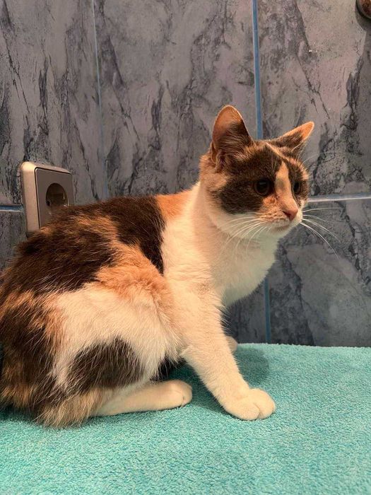 Шукає люблячий дім кицька