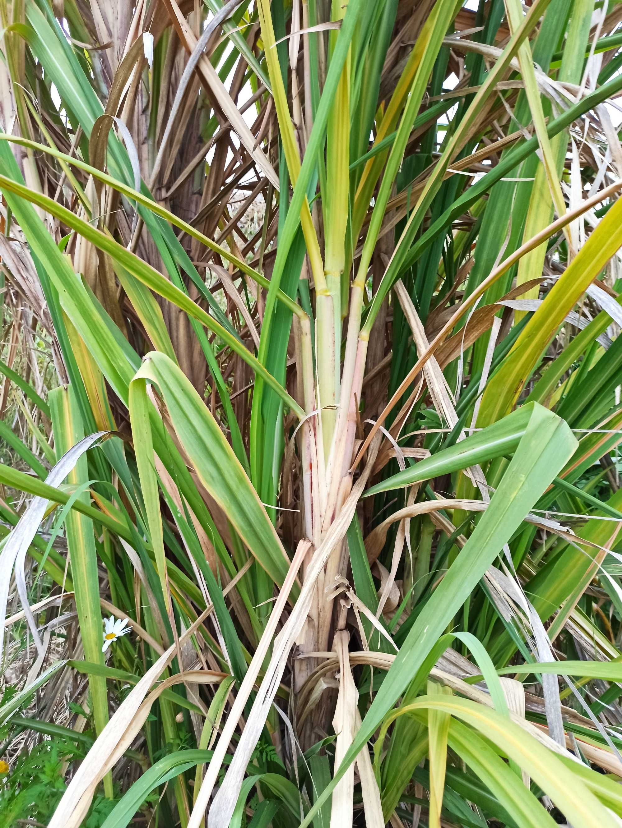 Cana de açúcar envasadas