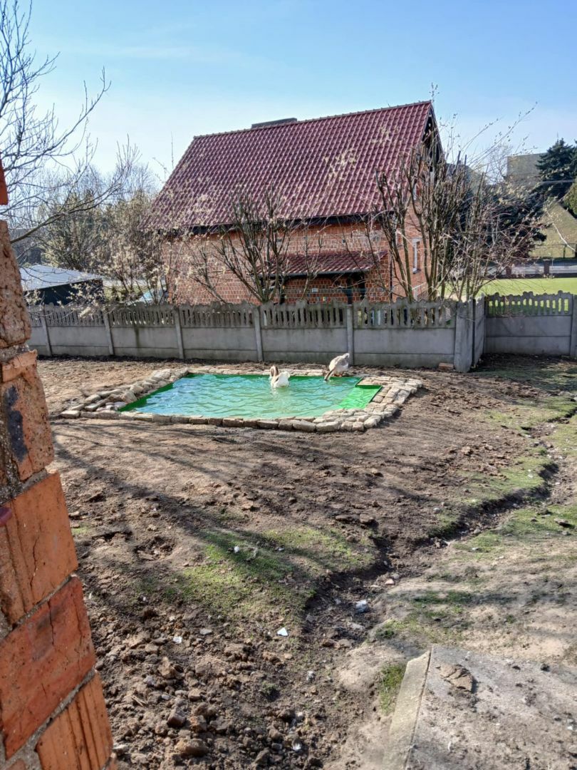 Basen dla gęsi .