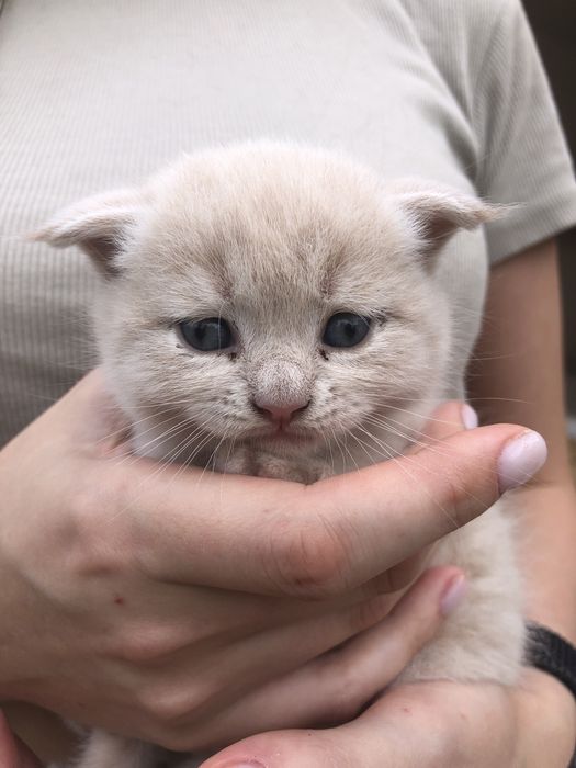 Продам шотландских вислоухих  котят!