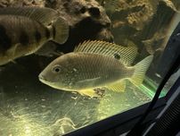 Coptodon sp. para tilapii 12-17cm