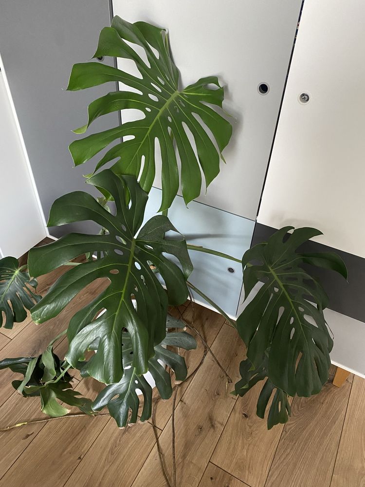 3 letnia monstera dziurawa