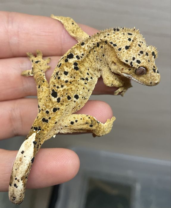 Gekon orzęsiony superdalmatian