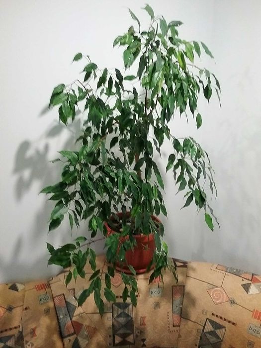 Фікус Бенджаміна Екзотика(Бенджаміна ‘Exotica’)