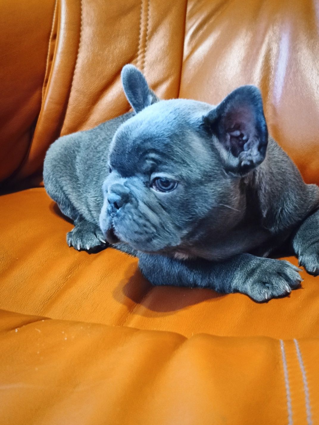 Buldog francuski Lilac