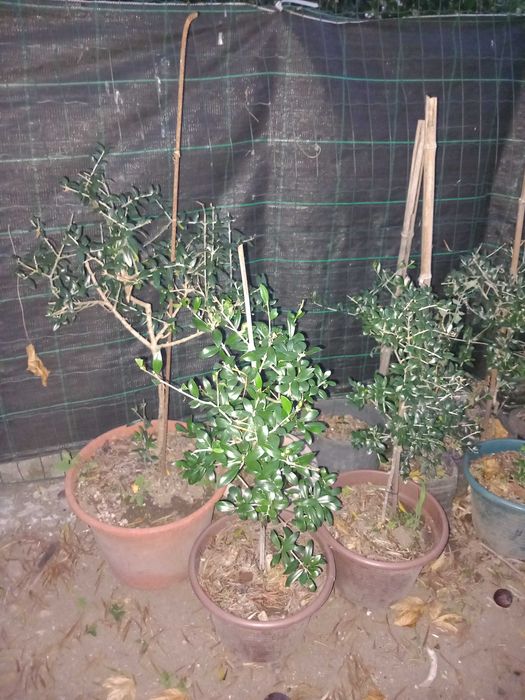 Oliveiras em vasos