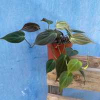 Philodendron (filodendron) scandens Micans