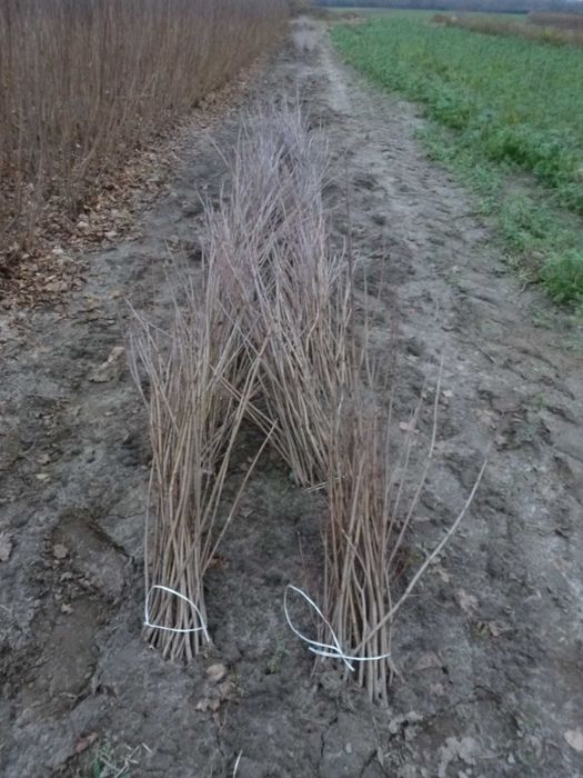 Klon zwyczajny sadzonki dwuletnie, trzyletnie 50- 230cm