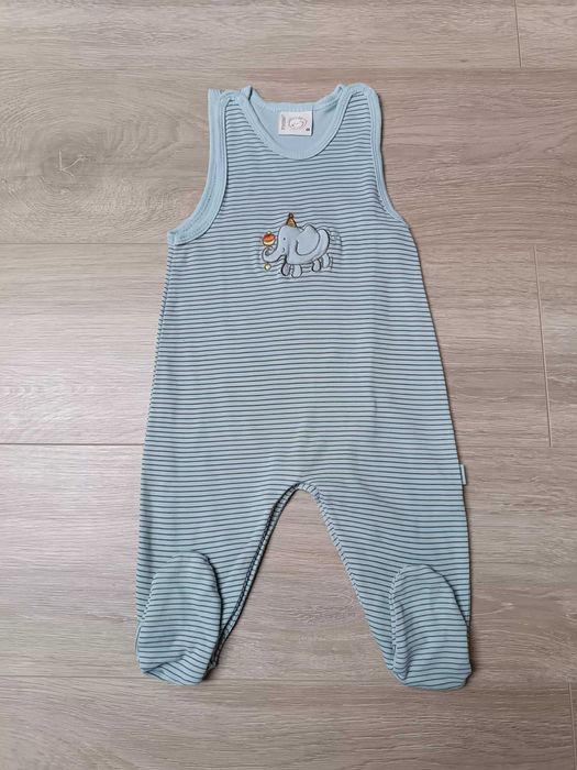 Śpioch niebiesko-szary prążki słonik 'Fixoni' 68