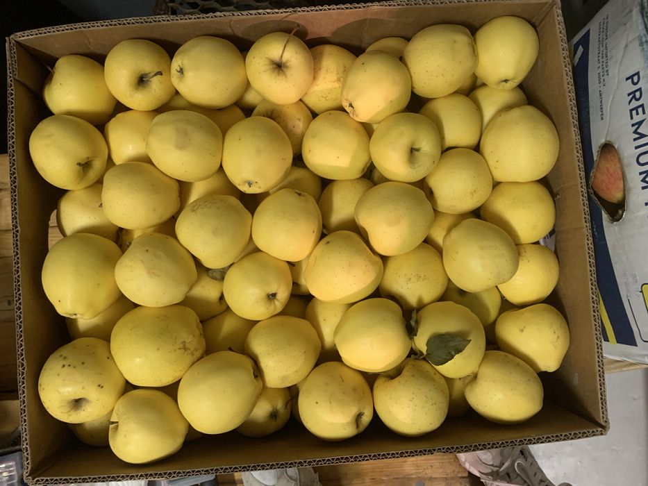 Яблука домашні, різні зимові сорти