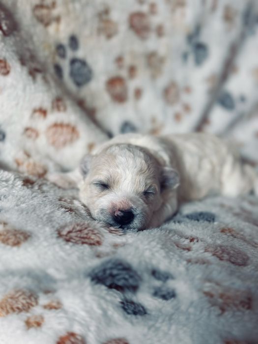 Bichon Frise szczenięta FCI – rezerwacje otwarte