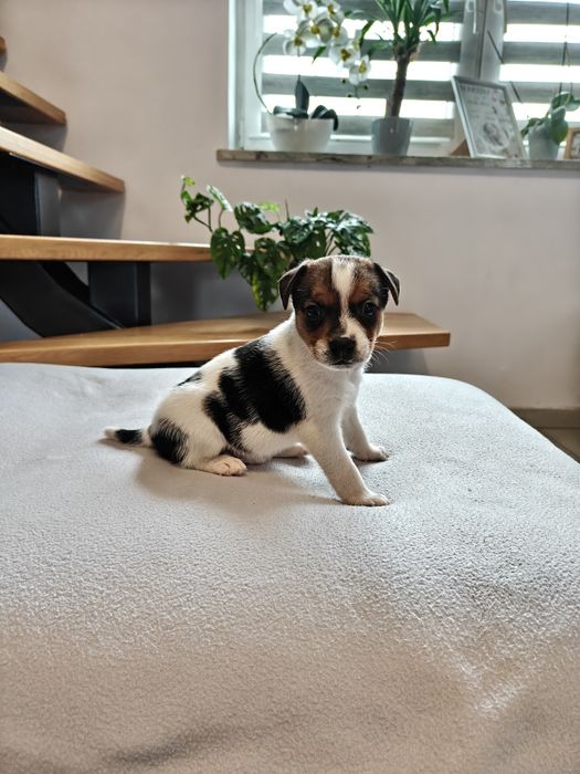 Sprzedam pieska Jack Russell Terrier tri-color