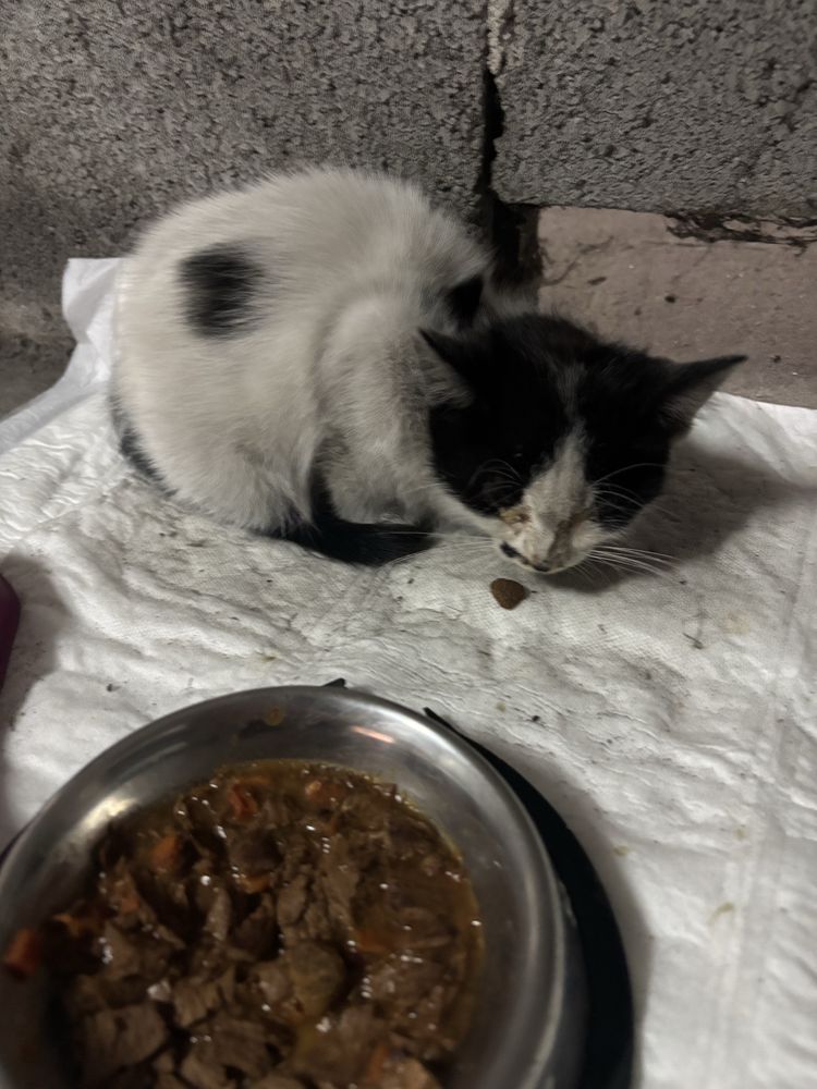 Dá-se gatinho com URGÊNCIA