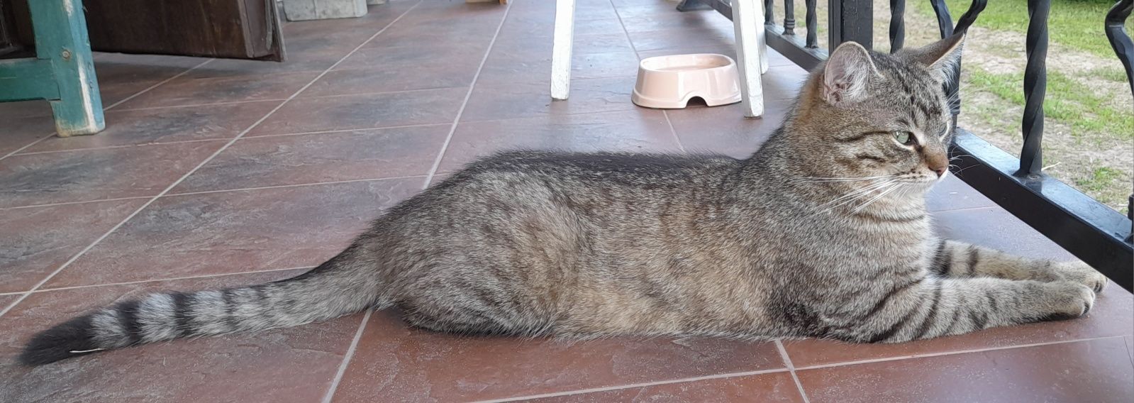 Котик ищет любящую семью.