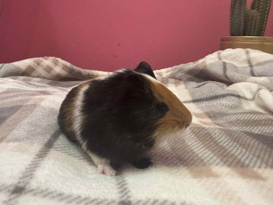 Świnki morskie samce