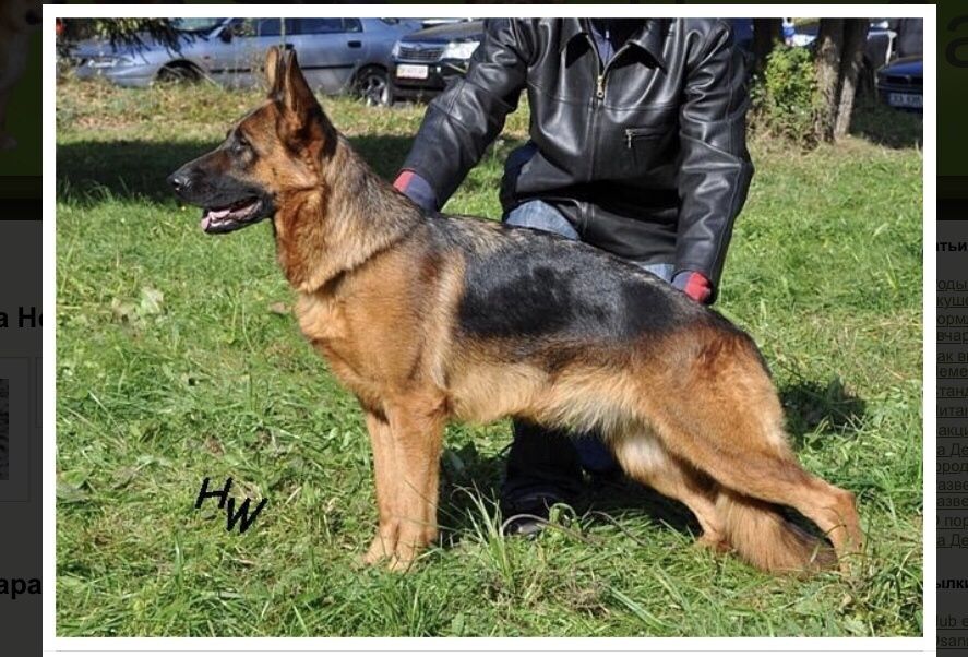 Немецкая овчарка