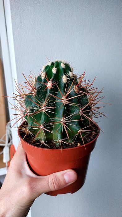 Кактус, комнатные цветы