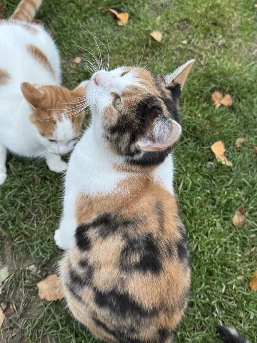 Kotka rudo-czarno-biała