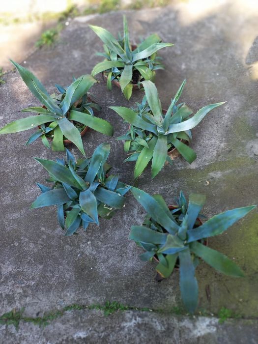 Agawa młoda z odrostami