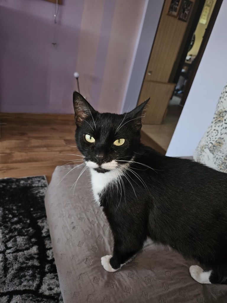 Kicia pilnie potrzebuje nowego domu