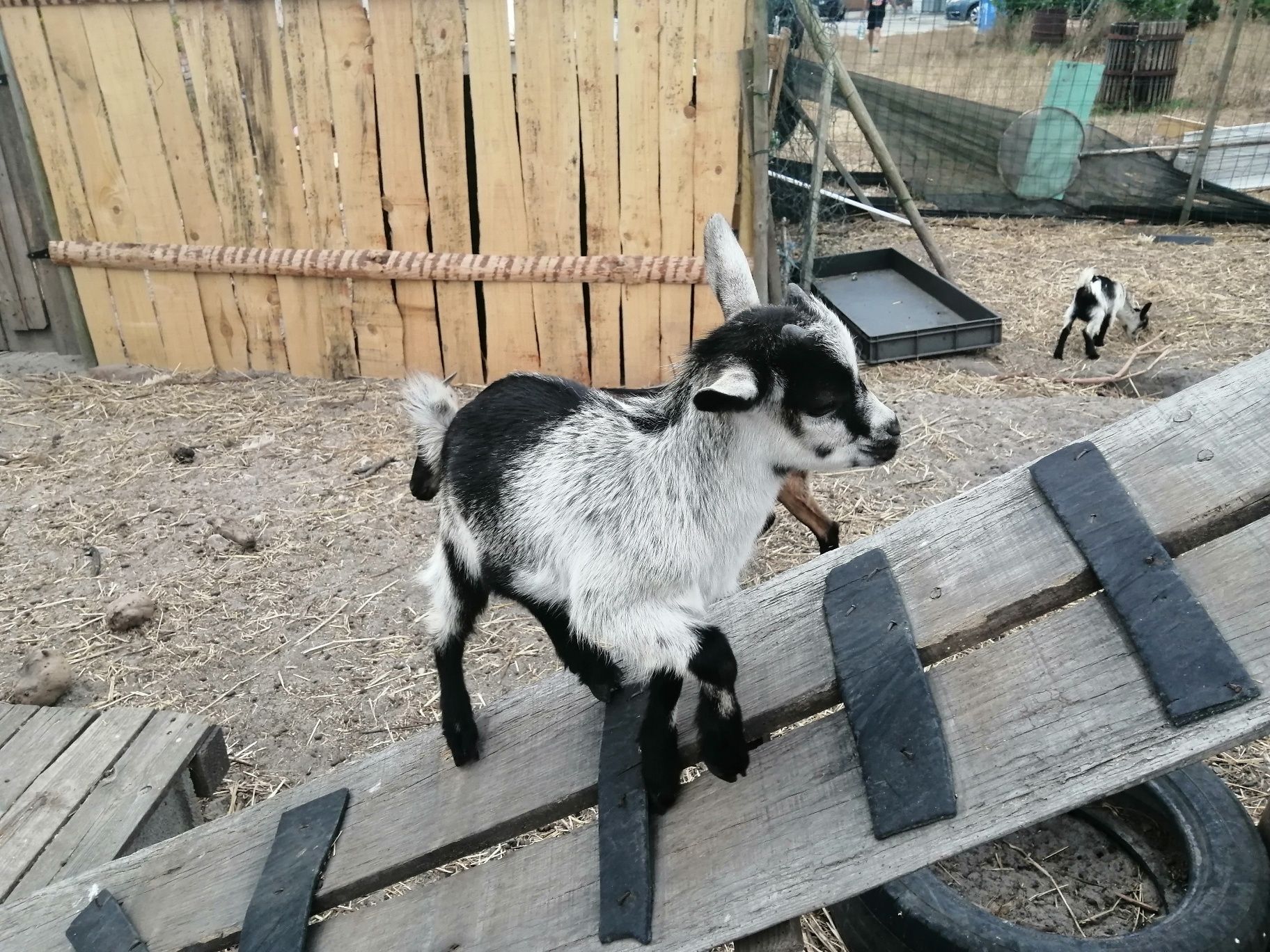 Vendo cabrito anão nascido em 20/05