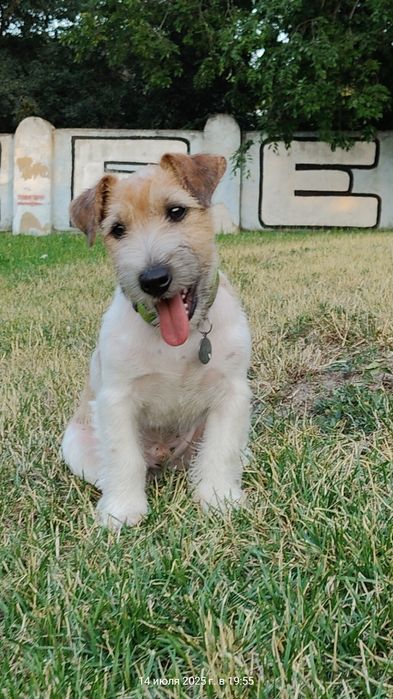 Малыш Джек Рассел терьер