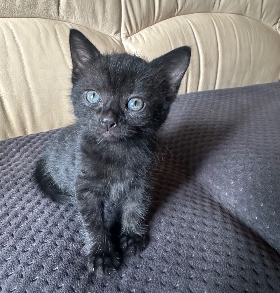 кошеня у добрі руки