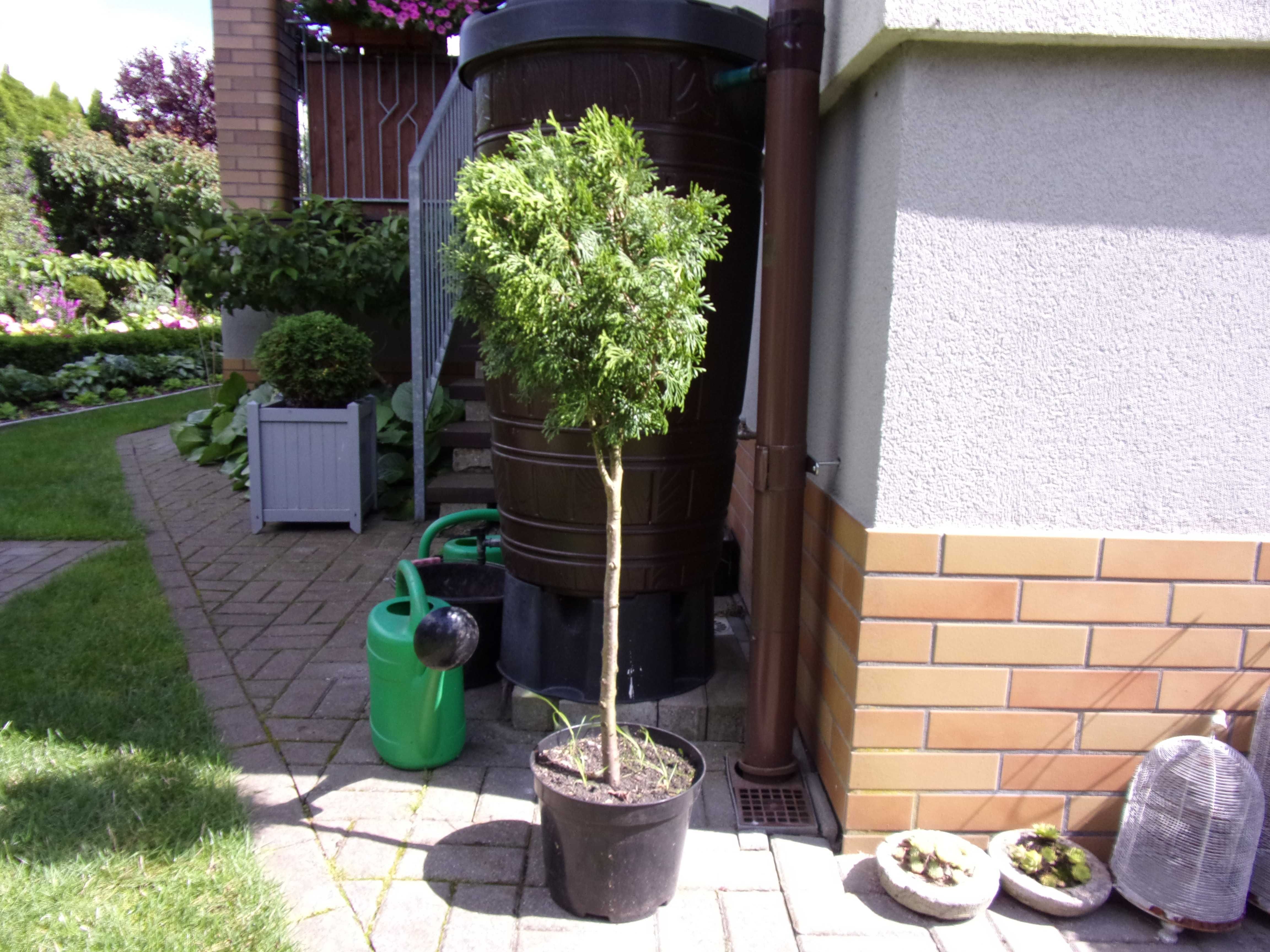 tuja na nodze na pniu kula wys 94cm gratis odbiór w Olsztynie