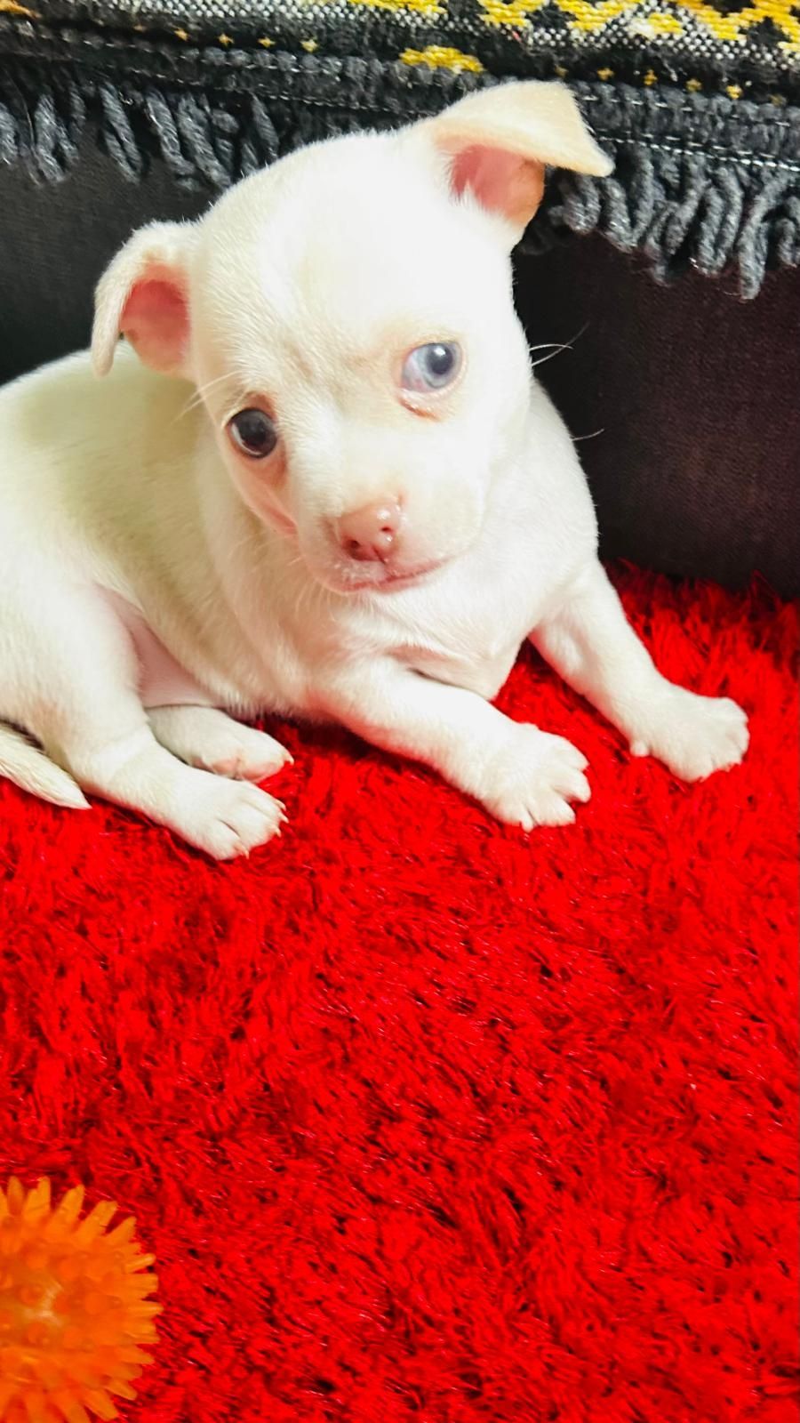 Chihuahua macho mini