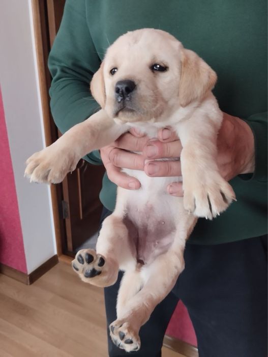 Продам цуценят Лабрадорів