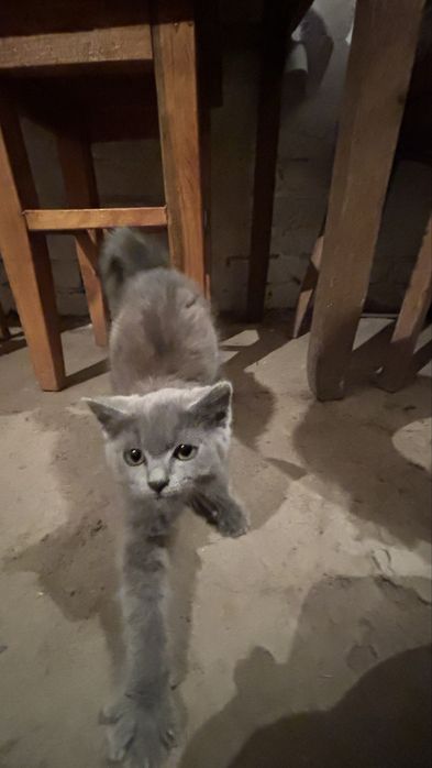 Кошенята в добрі руки