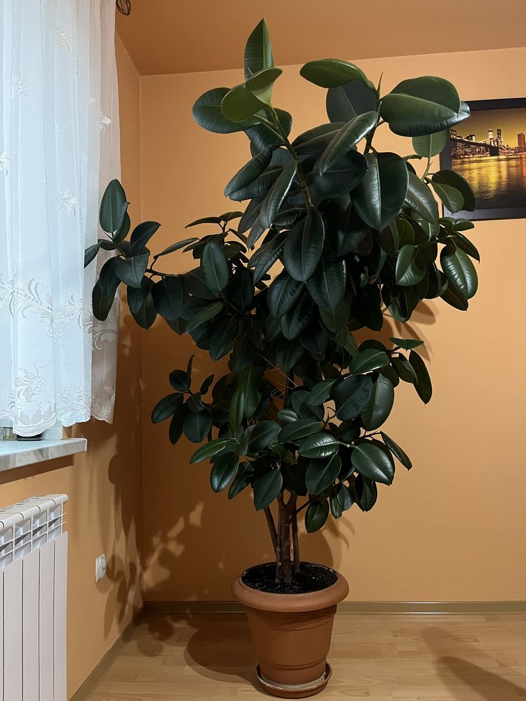 Ficus w dużej donicy