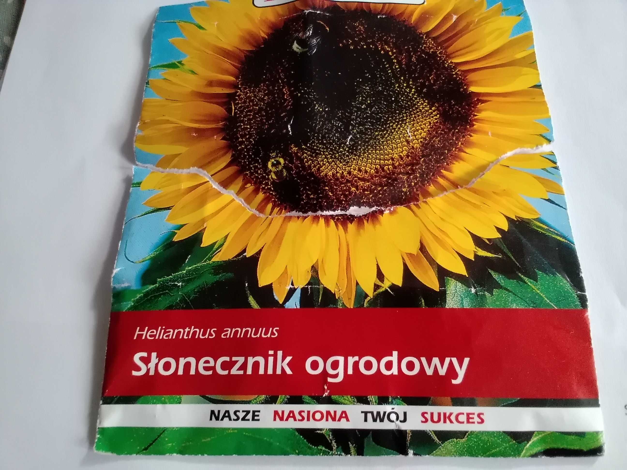 Sadzonka słonecznika ogrodowego.