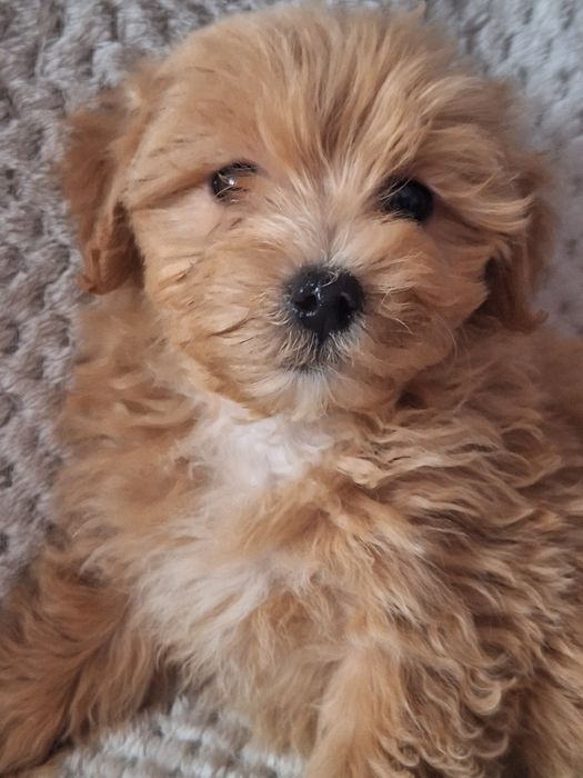 Maltipo-maltanczyk&pudel