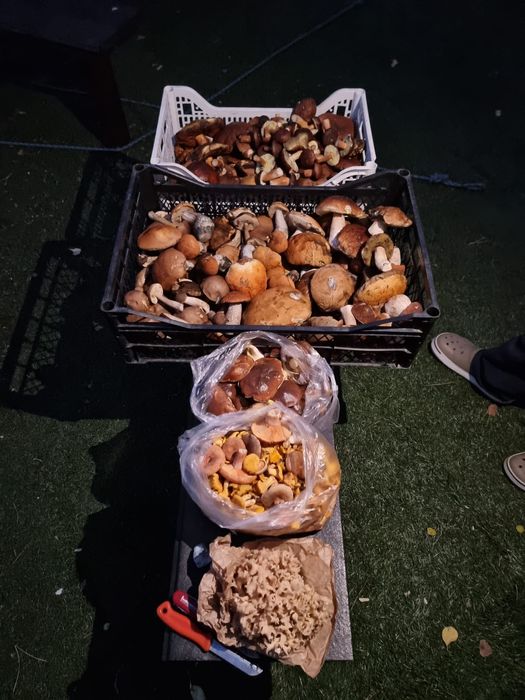 Sprzedam  świeże  grzyby prawdziwki, kozaki , podgrzybki